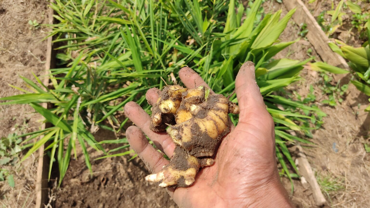 Ginger How to Grow and Other Information Envynature