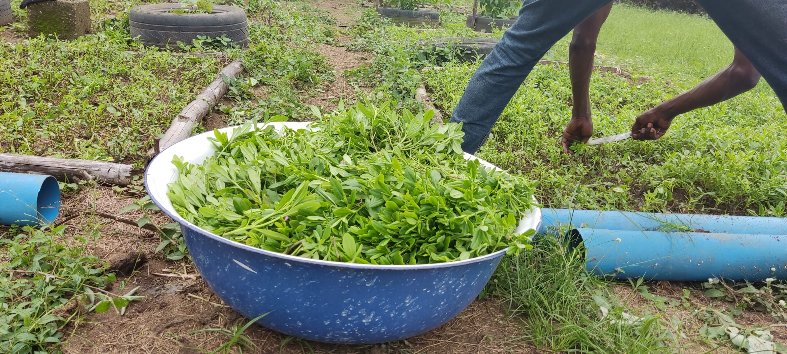 WaterLeaf How to grow and other information Envynature