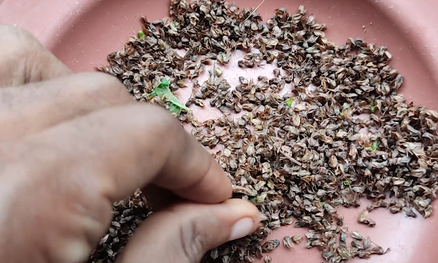 Breaking Scent leaf flower to release seeds