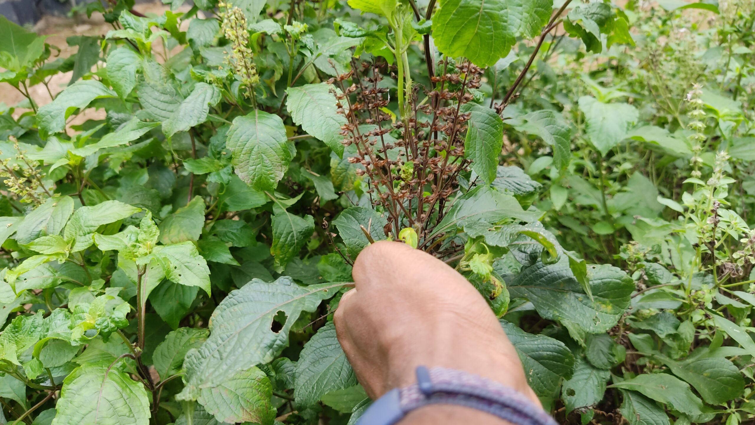 Mature Scent Leaf Flower