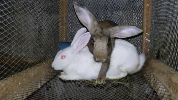 Understanding Rabbit Reproduction | Envynature