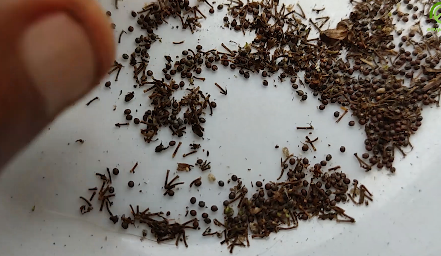 Scent Leaf Seeds