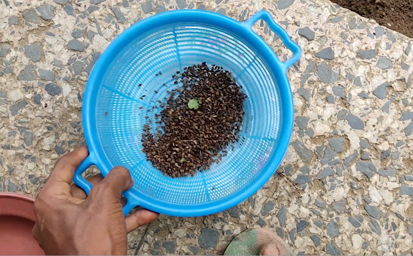 Sieving out Scent Leaf Seeds