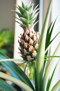 Pineapple fruit