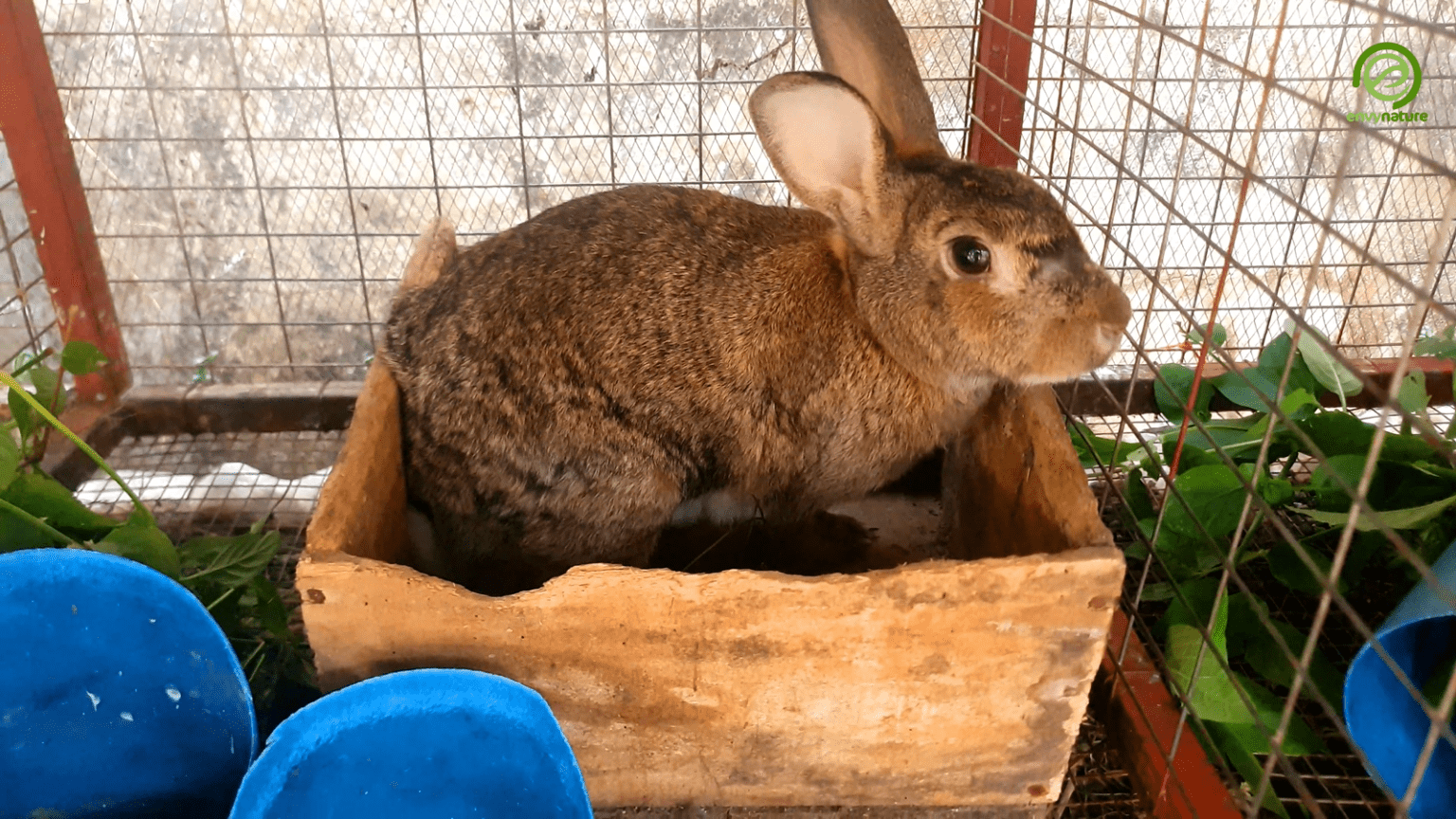 Design, Size and Dimensions of a Rabbit Nesting Box Envynature