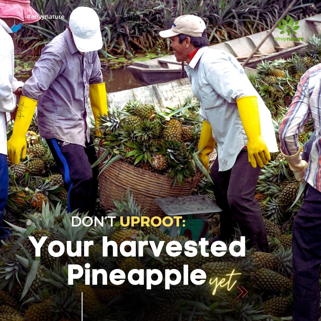 What To Do With Your Pineapple Plant After Harvest Envynature