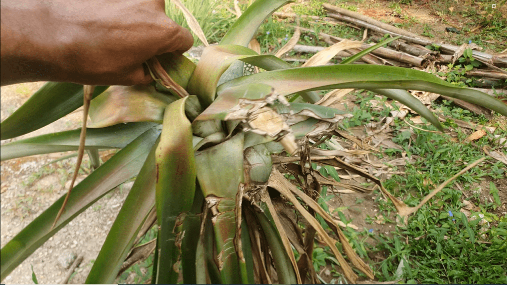 What To Do With Your Pineapple Plant After Harvest Envynature