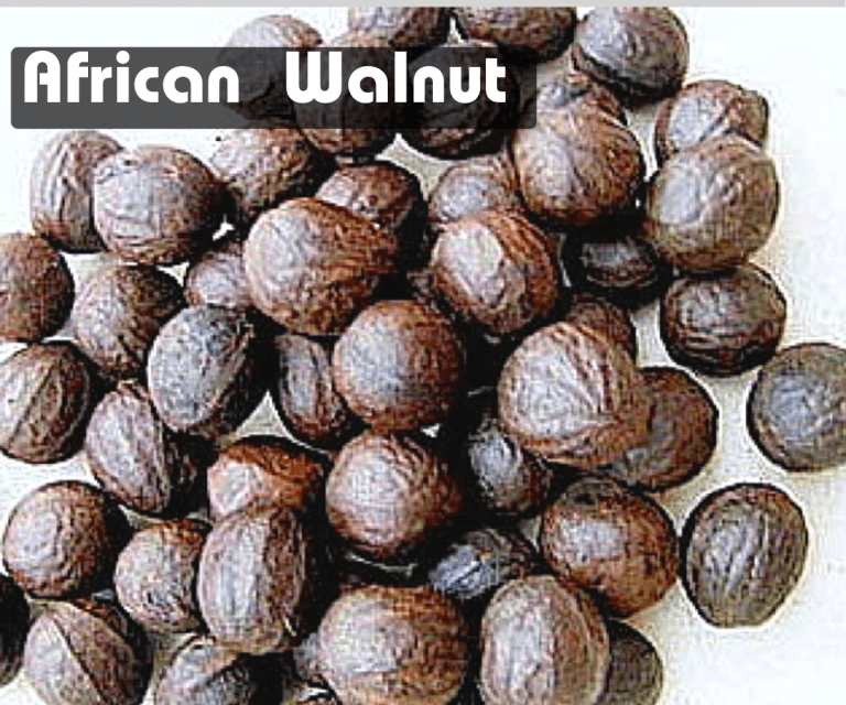 African Walnut (Origin, Nutrients and How to Grow) Envynature