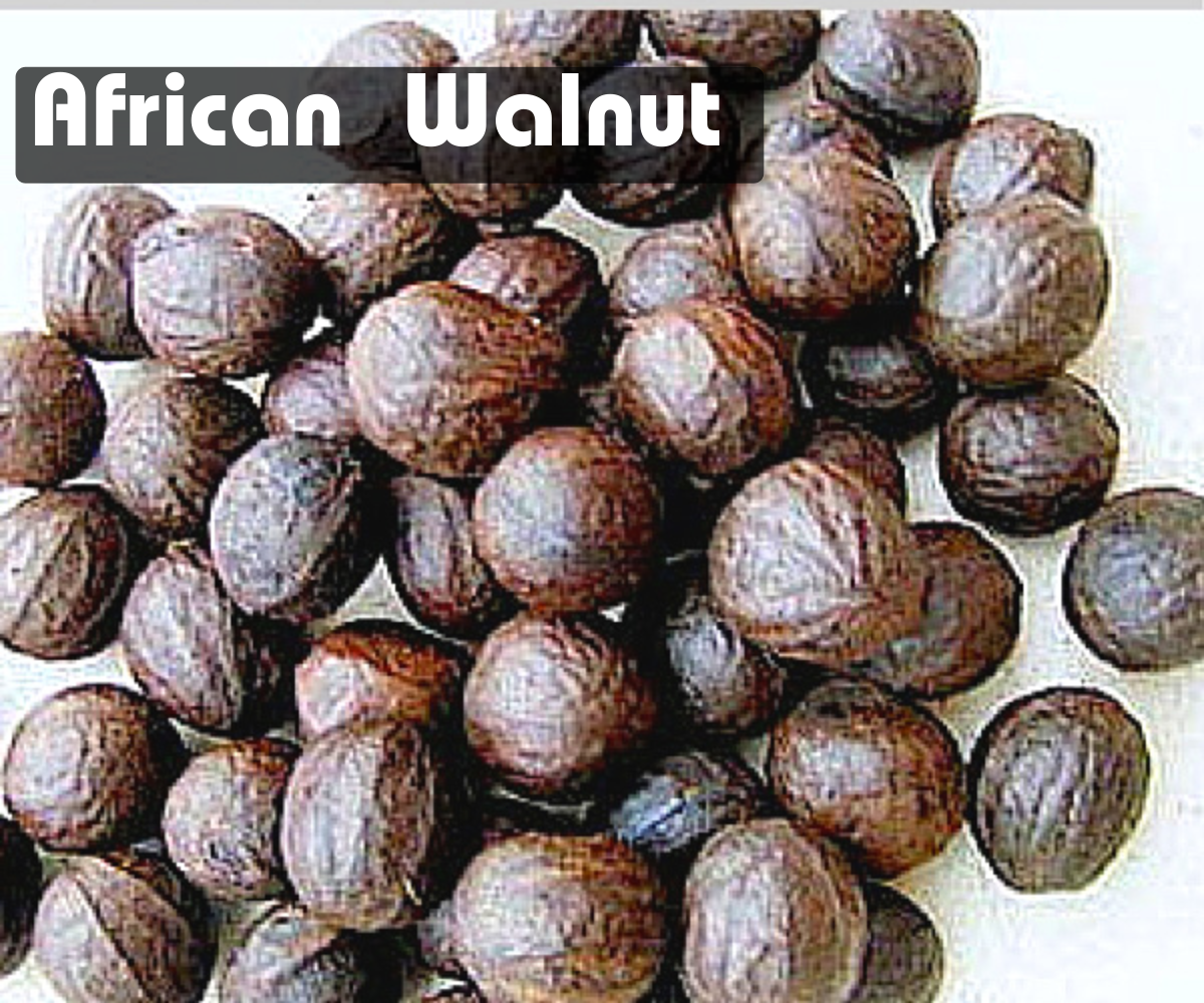 African Walnut (Origin, Nutrients and How to Grow) Envynature