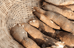 Fresh Cassava