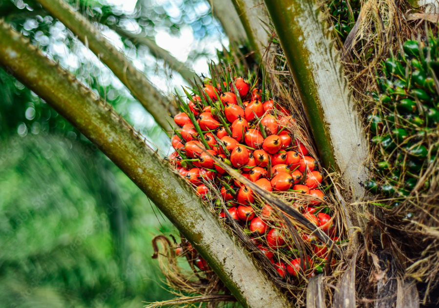 palm fruit