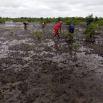Mangrove planting
