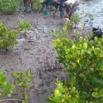 Mangrove replanting