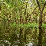 Mangrove forest