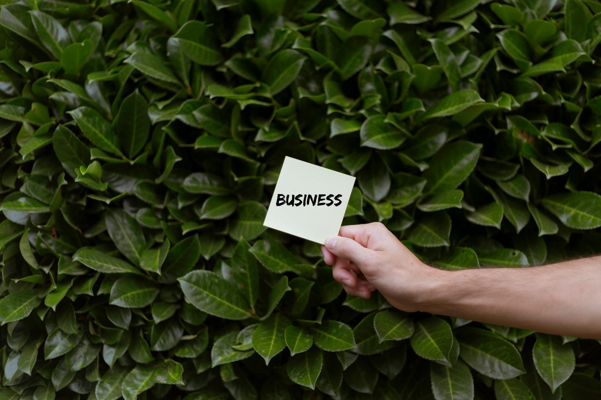 Top 10 Eco-Friendly Businesses You Can Start in 2025 | ENESI