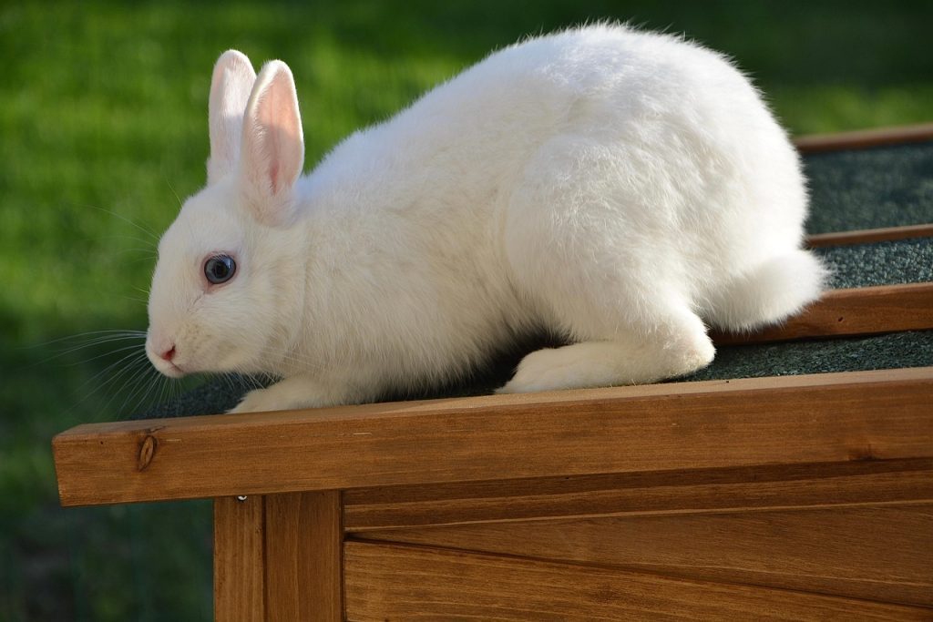 Rabbit
