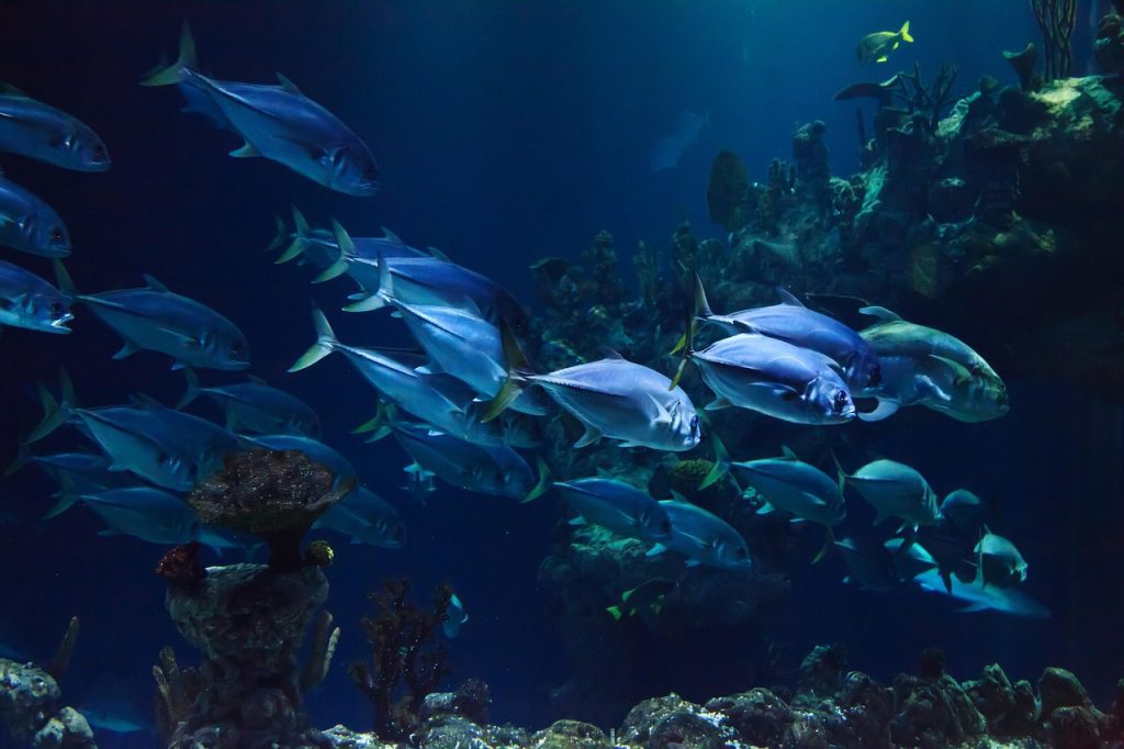 Aquatic animals