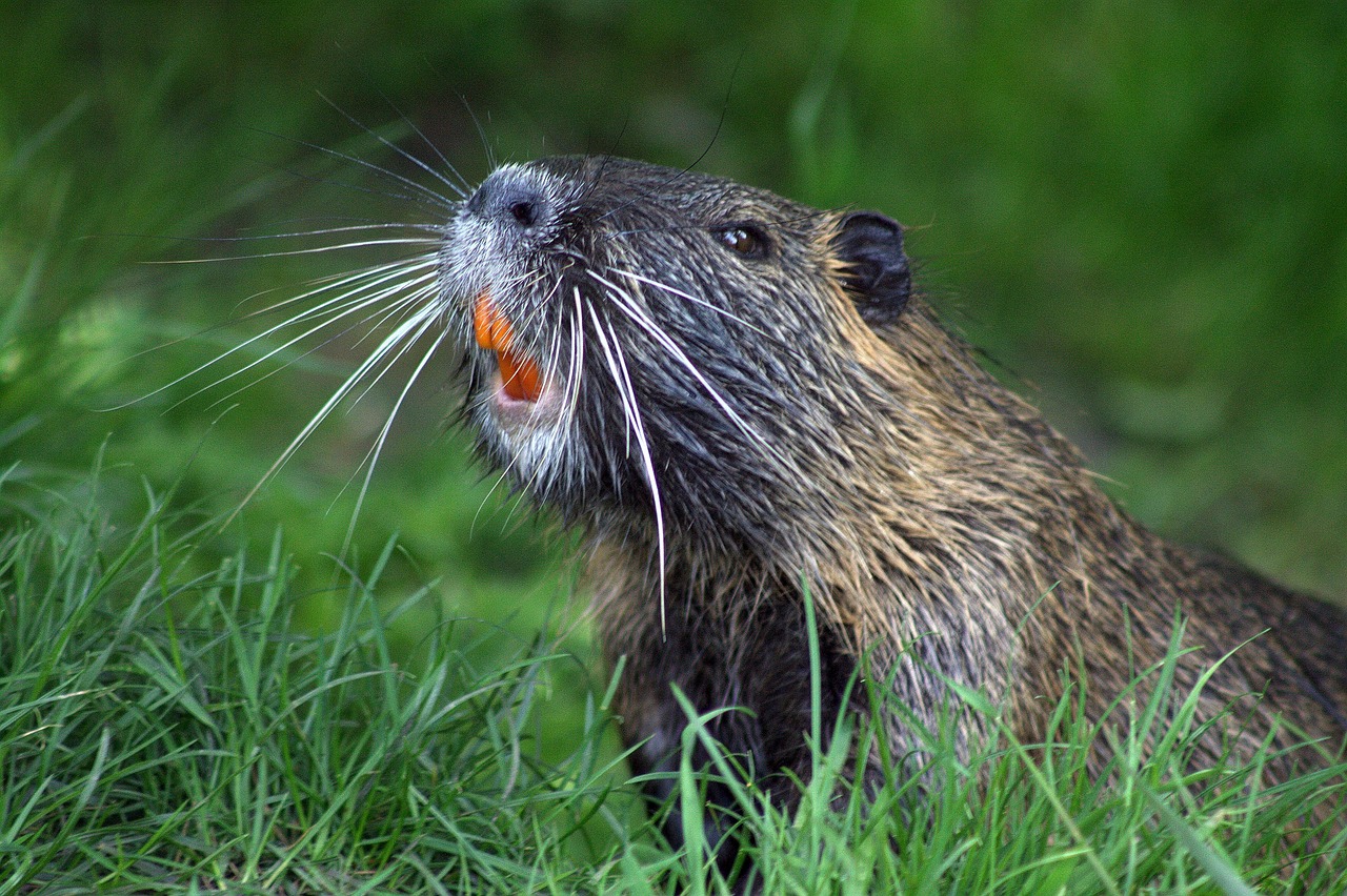 International Beaver Day: Celebrating Nature’s Engineers | ENESI
