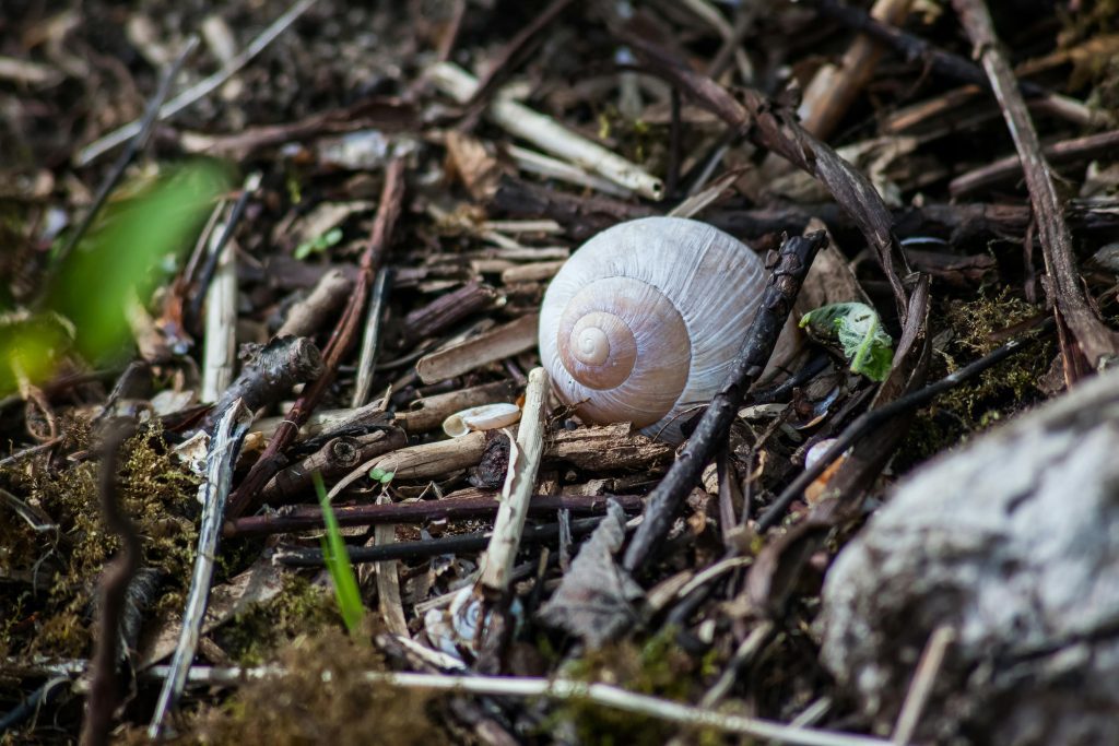 A snail feeding on compost