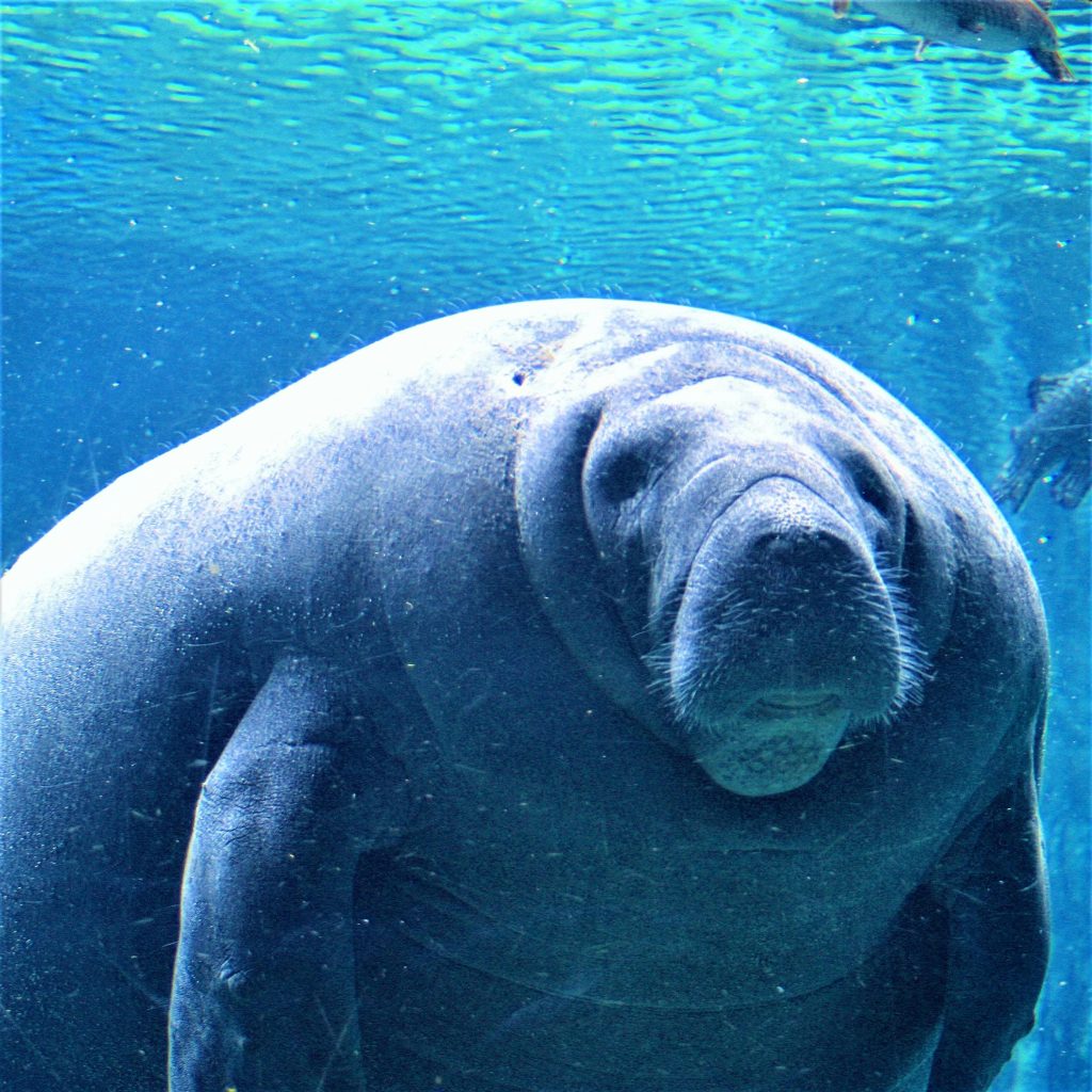 A manatee