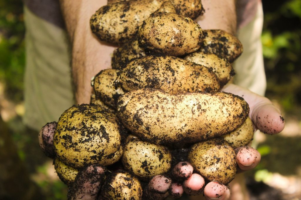 Potatoes