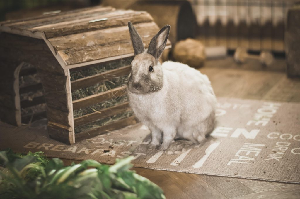 A rabbit beside a hutch
