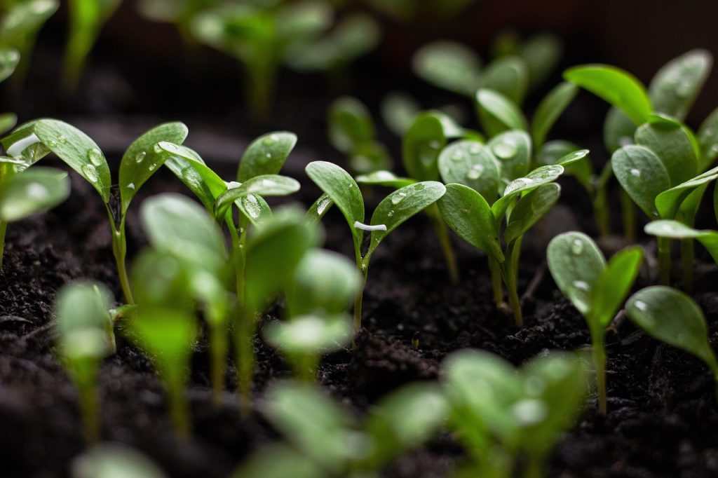 Plants