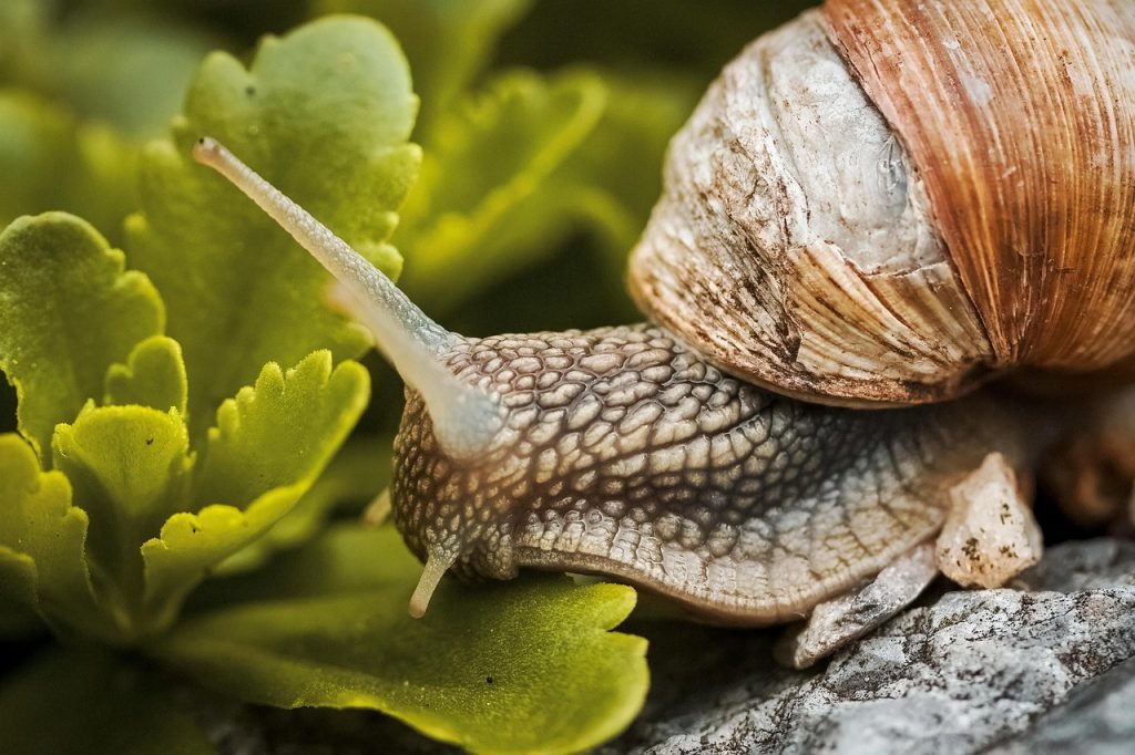 A snail