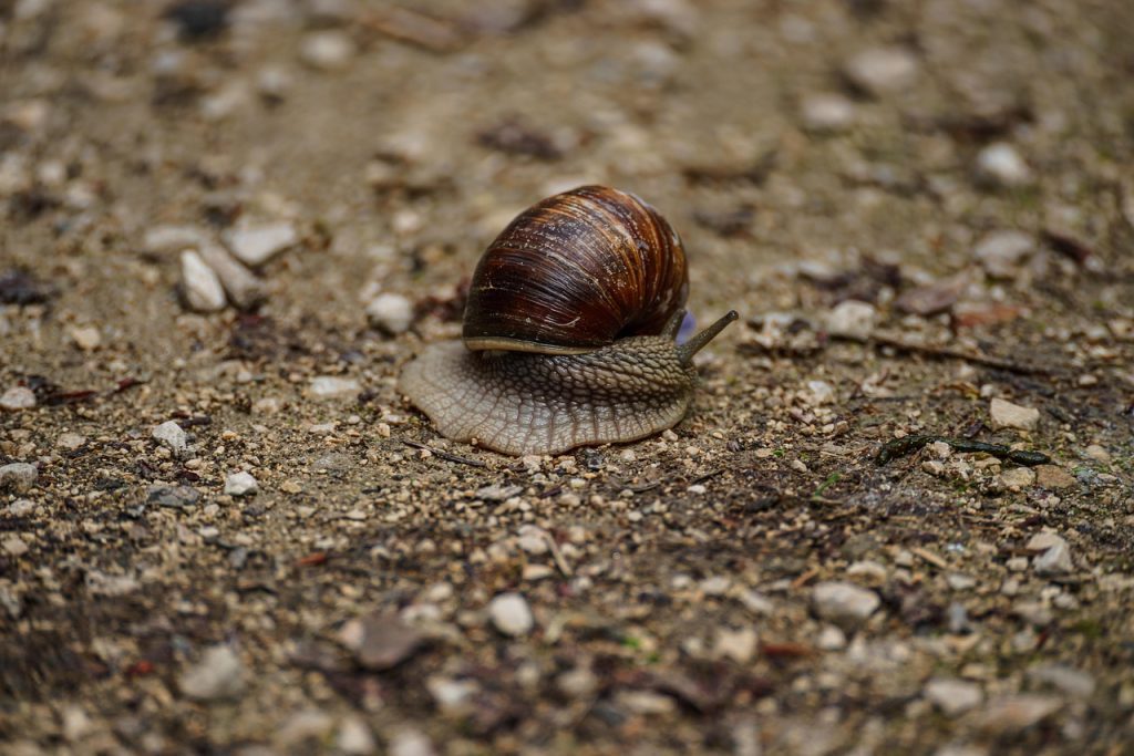 A snail