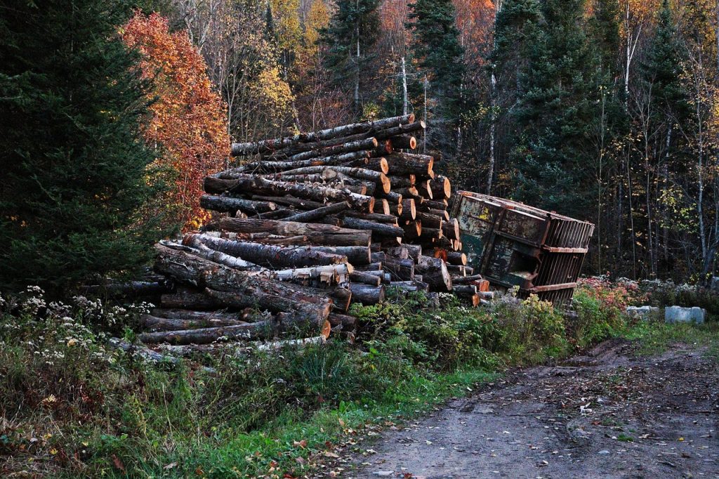 Deforestation