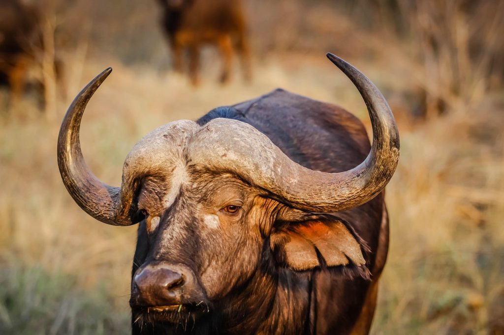 African Buffalo
