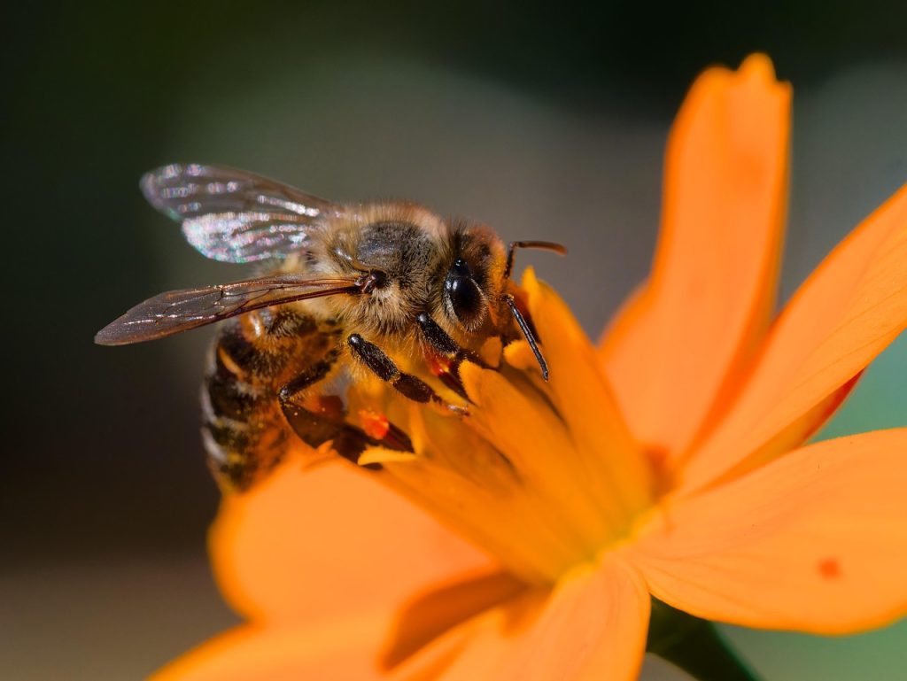 A Bee