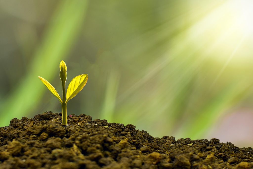 Growing plant