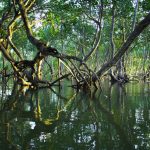 Mangroves