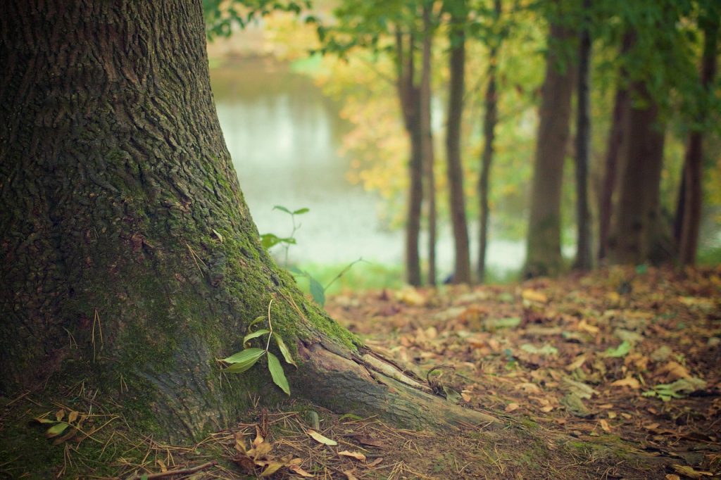 Tree bark