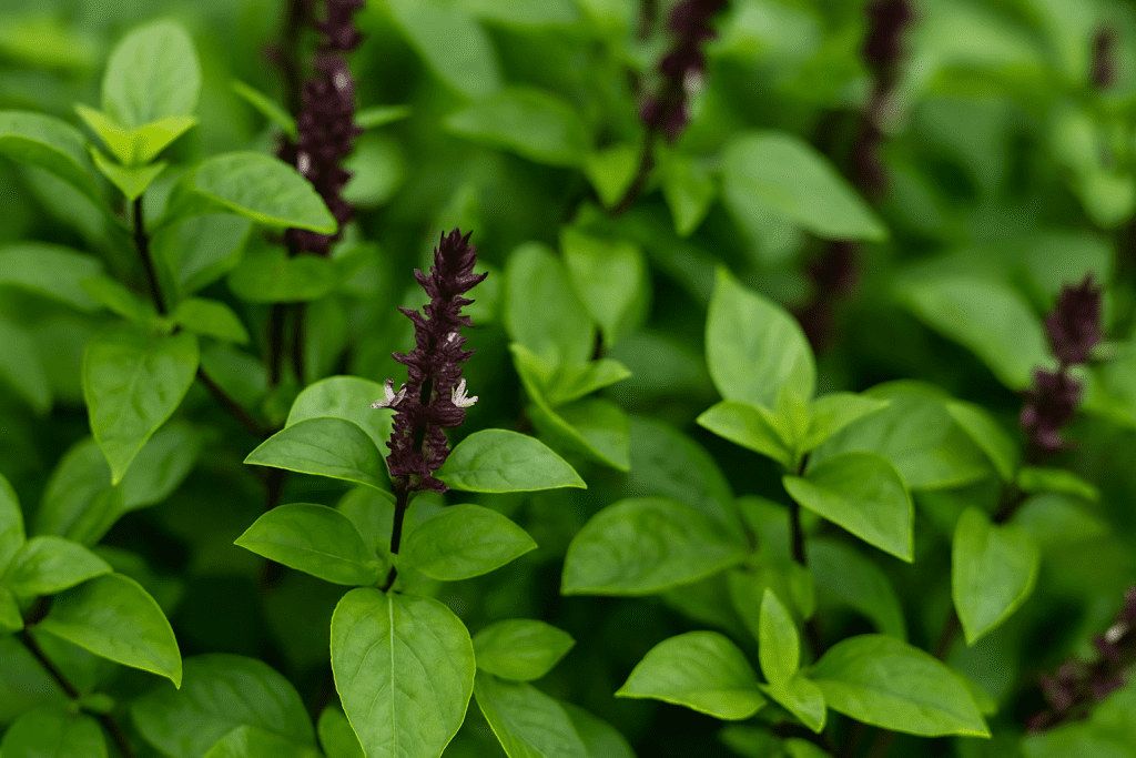 Scent leaf