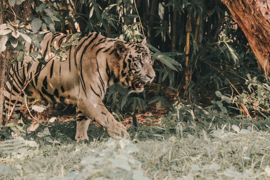 Wild animal