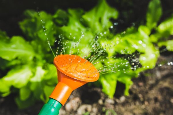 watering-plants-with-a-watering-can-1.jpg watering-plants-with-a-watering-can-1.jpg